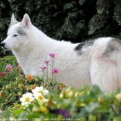 Photo de Husky siberien