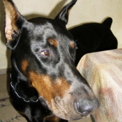 Photo de Dobermann