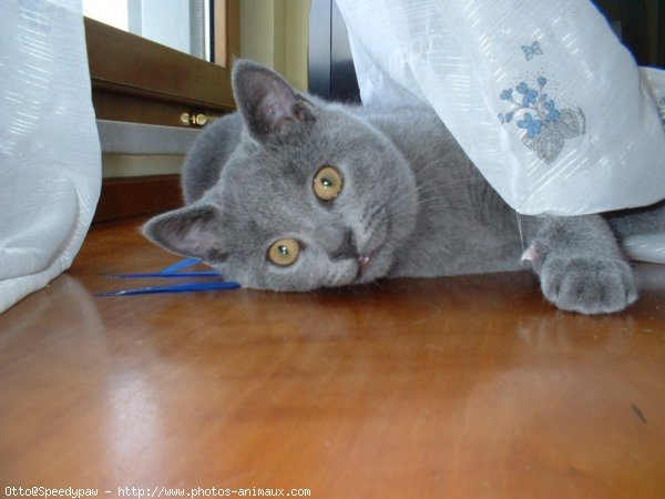 Photo de Chartreux