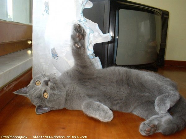 Photo de Chartreux