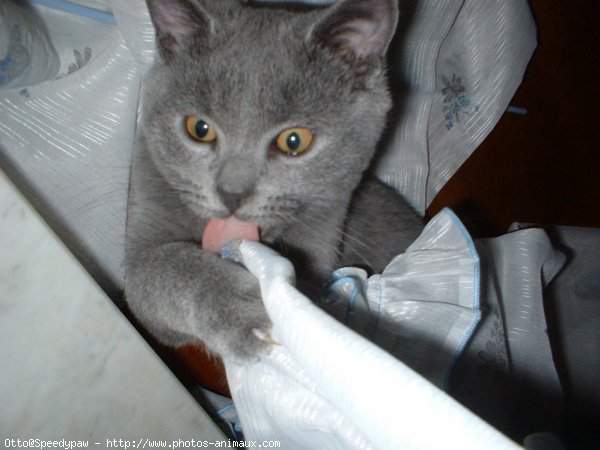 Photo de Chartreux