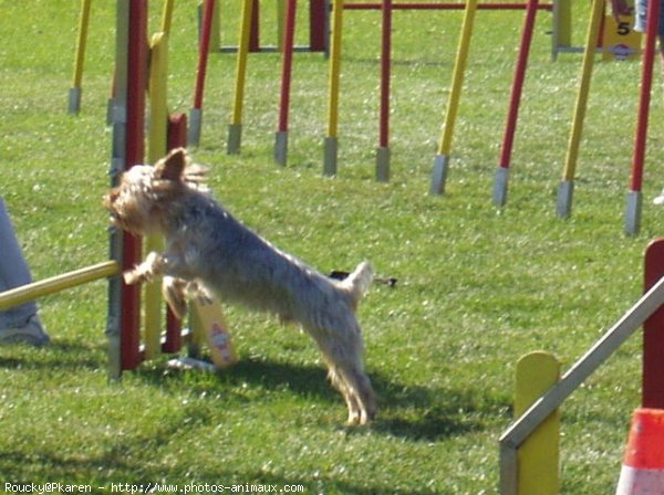 Photo de Yorkshire terrier