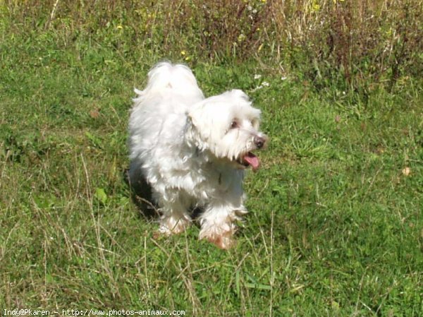 Photo de Bichon maltais