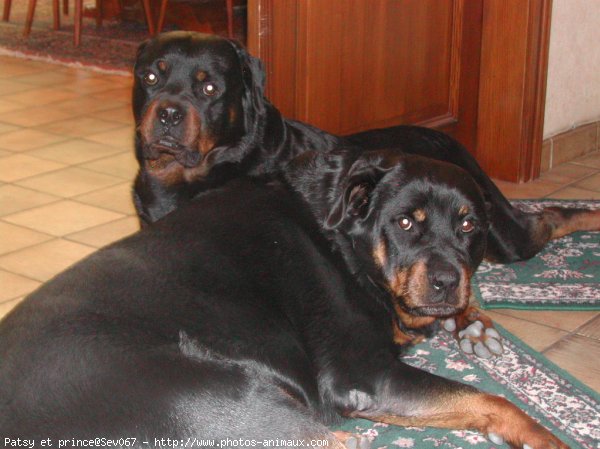 Photo de Rottweiler