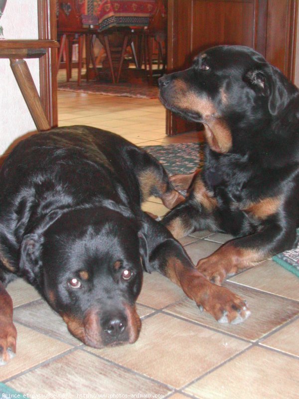 Photo de Rottweiler