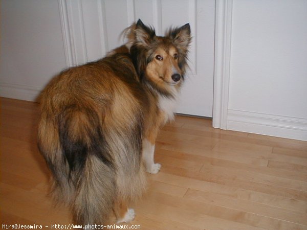 Photo de Chien de berger des shetland