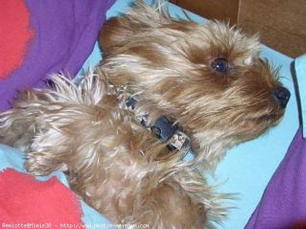 Photo de Yorkshire terrier