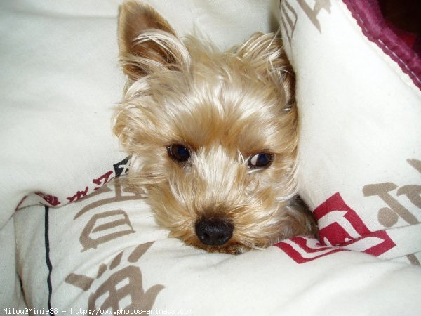 Photo de Yorkshire terrier