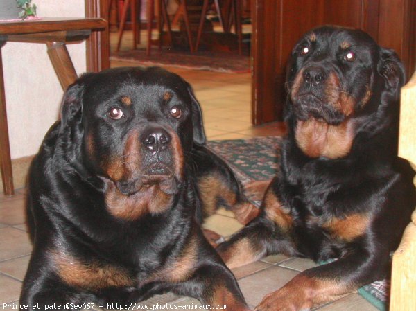 Photo de Rottweiler