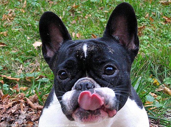 Photo de Bouledogue franais