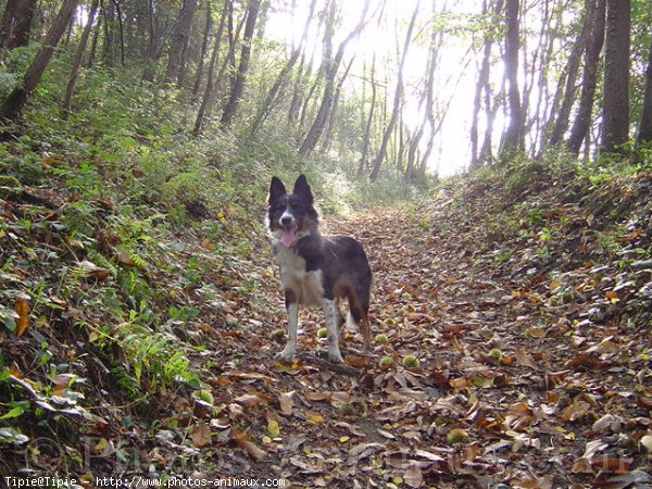 Photo de Border collie