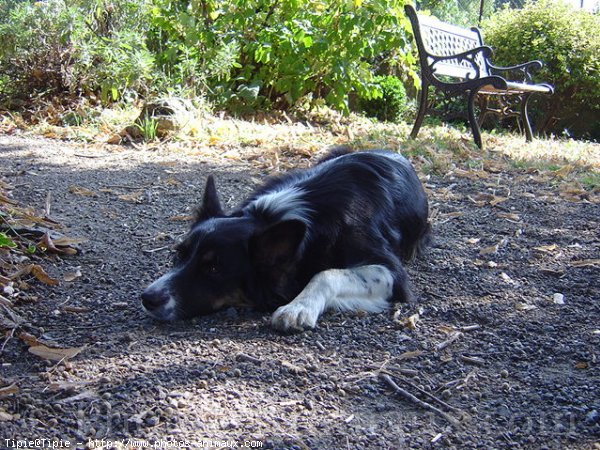 Photo de Border collie