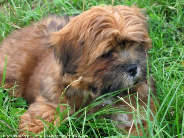 Photo de Lhassa apso