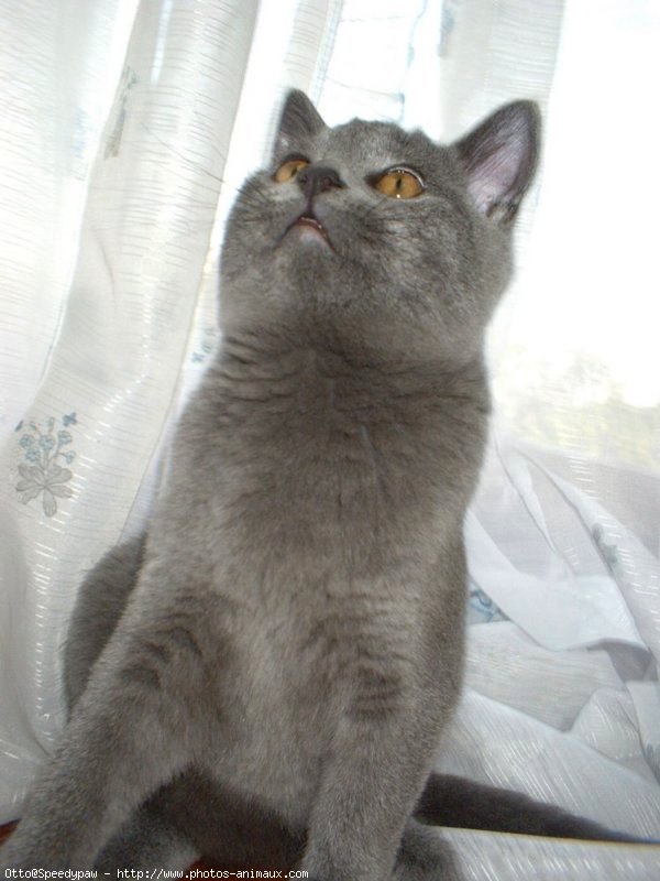 Photo de Chartreux