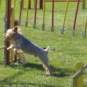 Photo de Yorkshire terrier