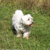 Photo de Bichon maltais