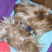 Photo de Yorkshire terrier