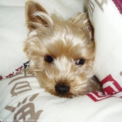 Photo de Yorkshire terrier