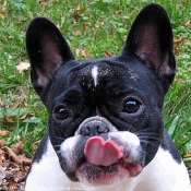 Photo de Bouledogue franais