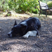 Photo de Border collie