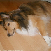 Photo de Chien de berger des shetland