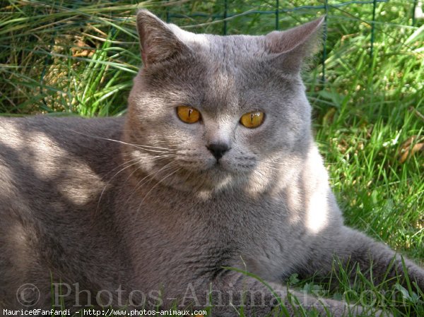 Photo de British shorthair