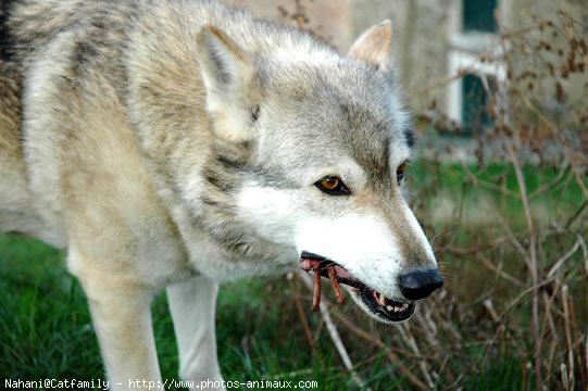 Photo de Loup