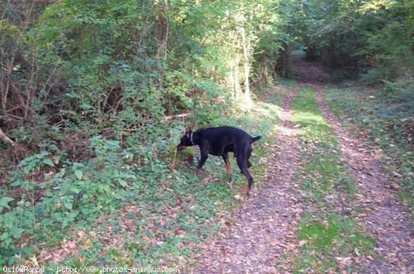 Photo de Dobermann