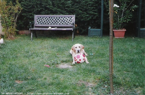 Photo de Labrador retriever