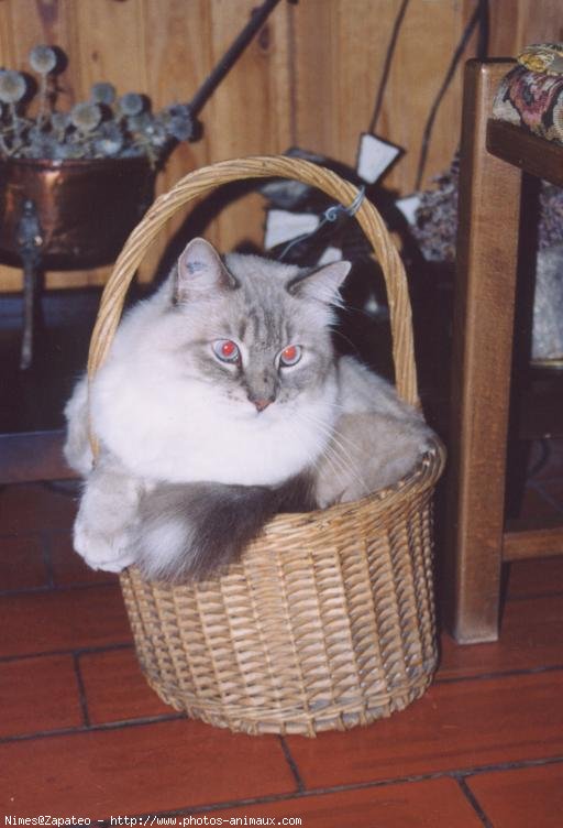 Photo de Ragdoll