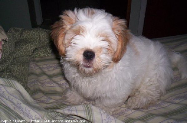 Photo de Lhassa apso