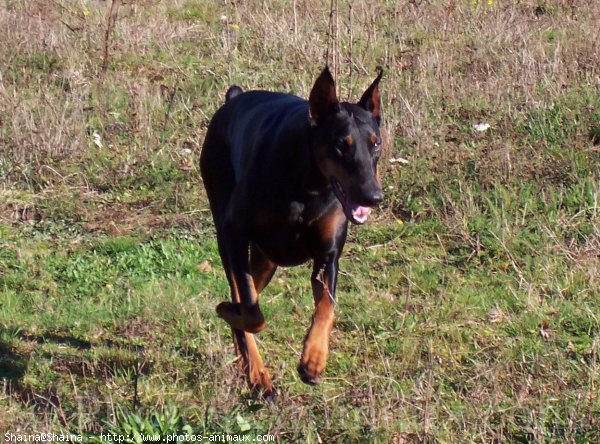 Photo de Dobermann