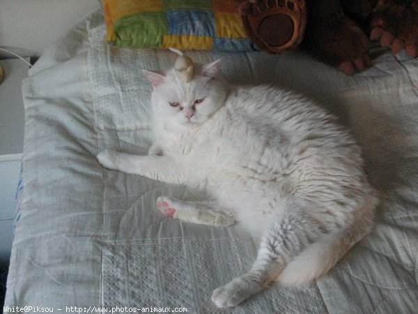 Photo d'Exotic shorthair