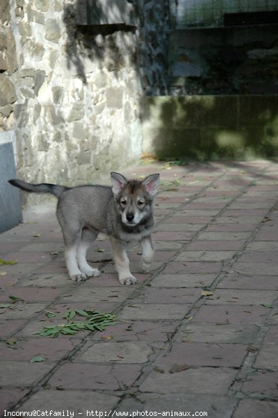 Photo de Chien-loup de saarloos