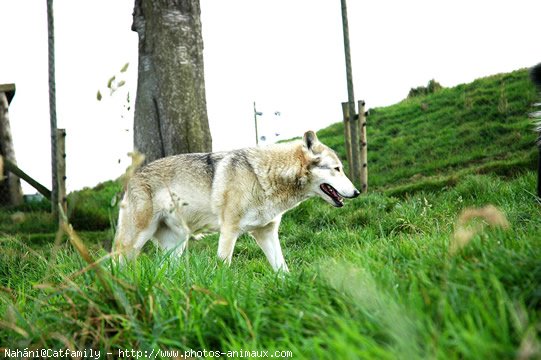 Photo de Loup