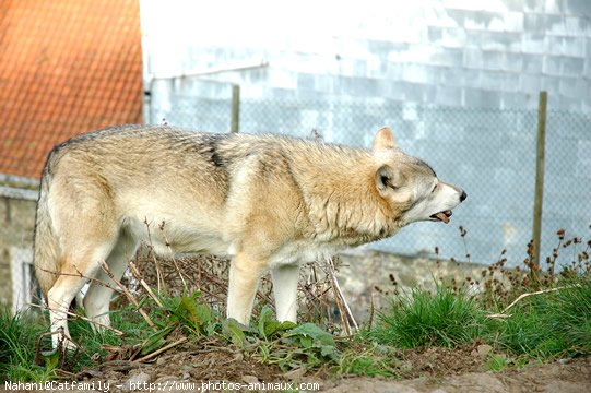 Photo de Loup