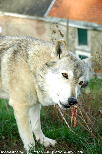 Photo de Loup