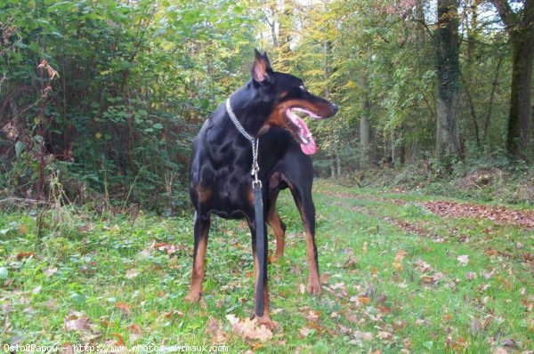 Photo de Dobermann