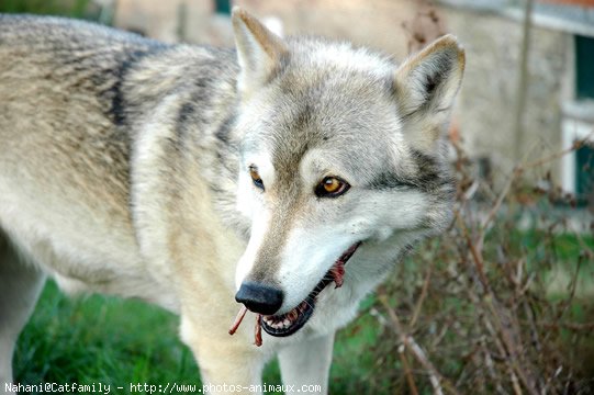 Photo de Loup