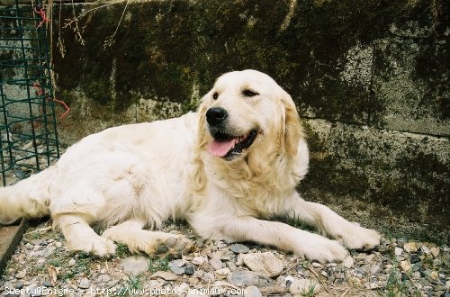 Photo de Golden retriever