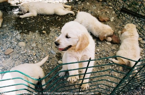 Photo de Golden retriever