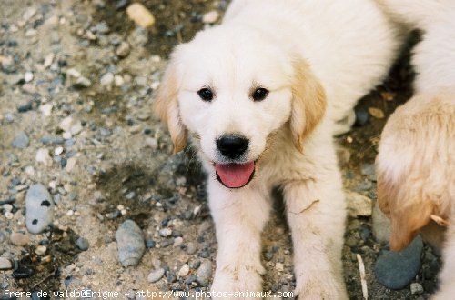 Photo de Golden retriever