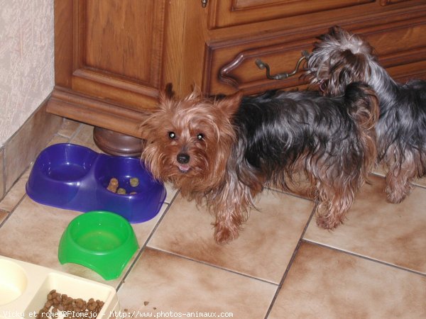 Photo de Yorkshire terrier