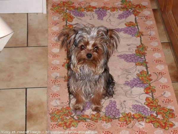 Photo de Yorkshire terrier