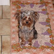 Photo de Yorkshire terrier