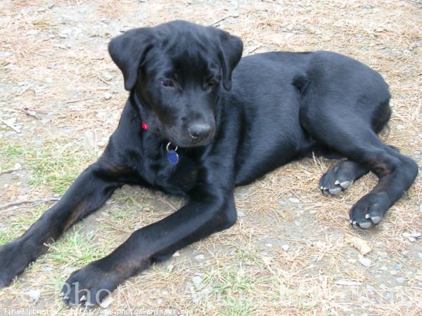 Photo de Rottweiler