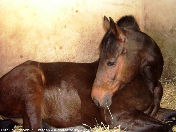 Photo d'Anglo-arabe