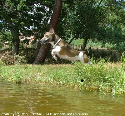 Photo de Jack russell terrier