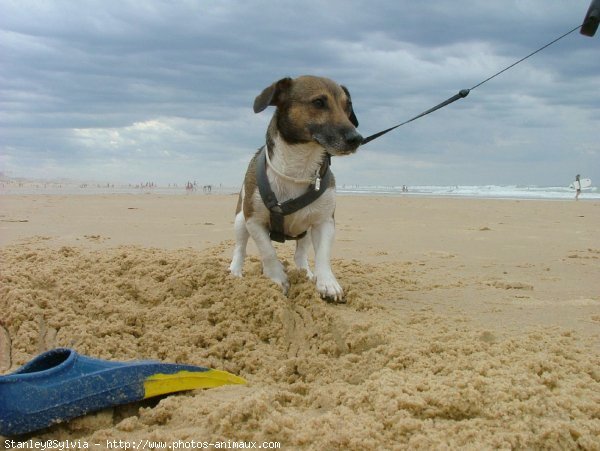 Photo de Jack russell terrier