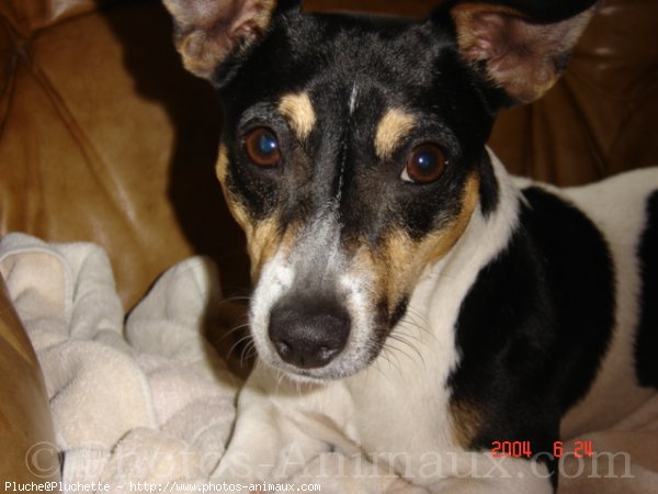 Photo de Jack russell terrier